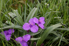 Tradescantia bracteata