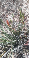 Limonium peregrinum