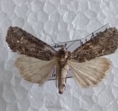 Bryophila raptricula