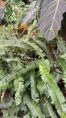 Nephrolepis cordifolia