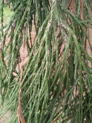 Cupressaceae