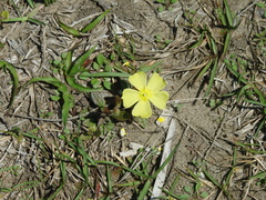 Crocanthemum carolinianum