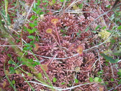 Sphagnum rubellum