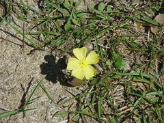 Crocanthemum carolinianum