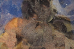 Ambystoma opacum