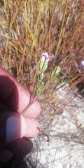 Lachnaea