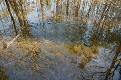 Lithobates sylvaticus