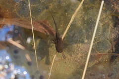 Ambystoma opacum