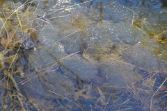 Lithobates sylvaticus