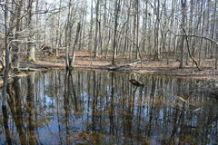 Lithobates sylvaticus