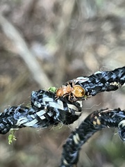 Cephalotes clypeatus