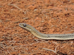 Philodryas nattereri