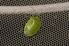 Glaucias amyoti