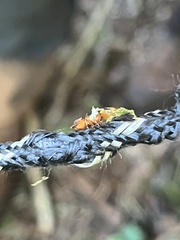 Cephalotes clypeatus