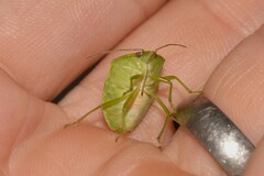 Glaucias amyoti