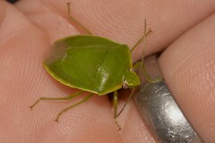 Glaucias amyoti