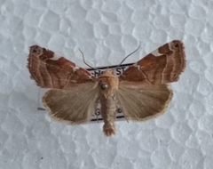Cosmia diffinis