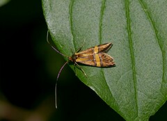 Nemophora degeerella