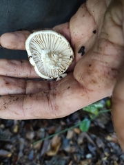 Hygrophorus