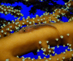 Bryaninops