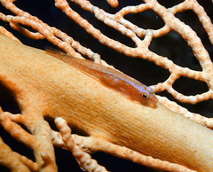 Bryaninops