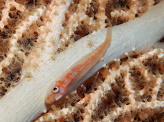Bryaninops