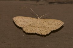 Cyclophora turneri