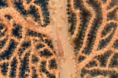 Bryaninops
