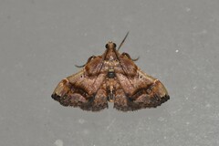 Scenedra decoratalis