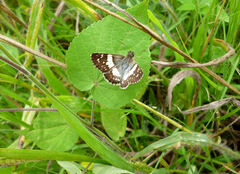 Heliopetes domicella