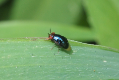 Spaniocelyphus palmi