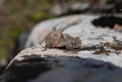 Ocnerodes fallaciosus