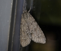 Acronicta impleta