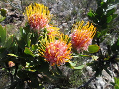 Leucospermum pluridens