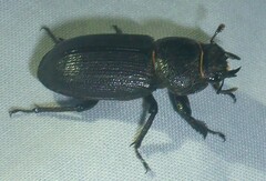 Dorcus parallelus