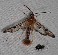 Synanthedon acerni