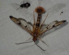 Synanthedon acerni