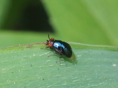Spaniocelyphus palmi