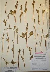 Botrychium pseudopinnatum