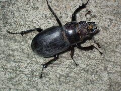 Lucanus placidus