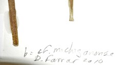 Botrychium pseudopinnatum