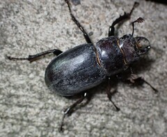 Lucanus placidus