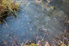 Lithobates sylvaticus