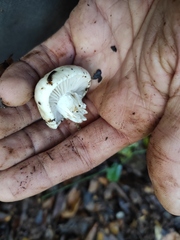 Hygrophorus