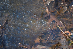 Lithobates sylvaticus