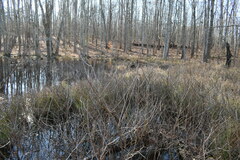 Lithobates sylvaticus
