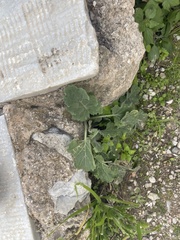 Hyoscyamus albus
