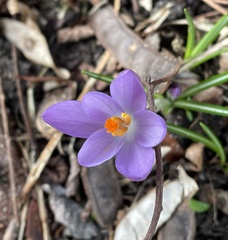 Crocus tommasinianus
