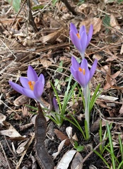 Crocus tommasinianus