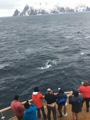 Megaptera novaeangliae